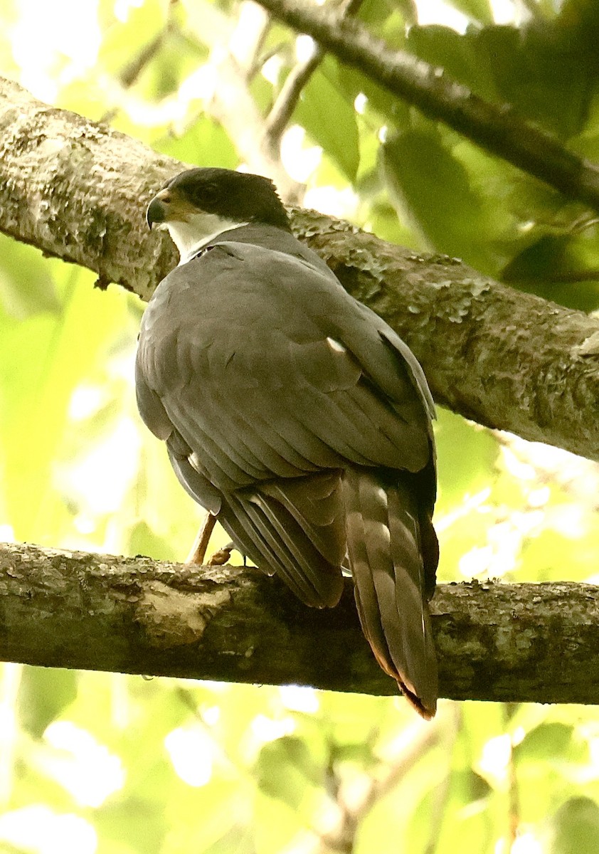 Black Goshawk - ML612328717