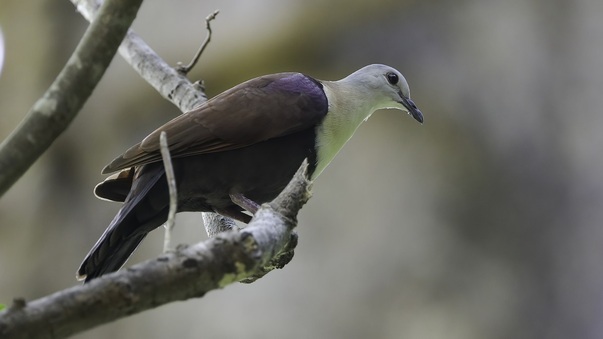 Wetar Ground Dove - ML612328720