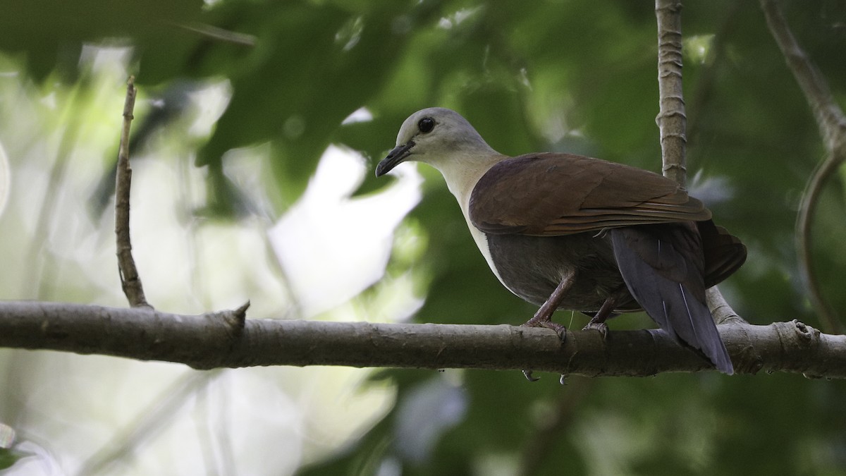 Wetar Ground Dove - ML612328721