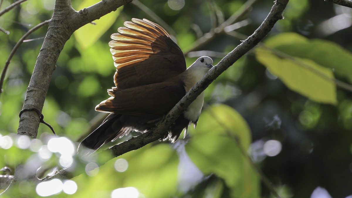 Wetar Ground Dove - ML612328722