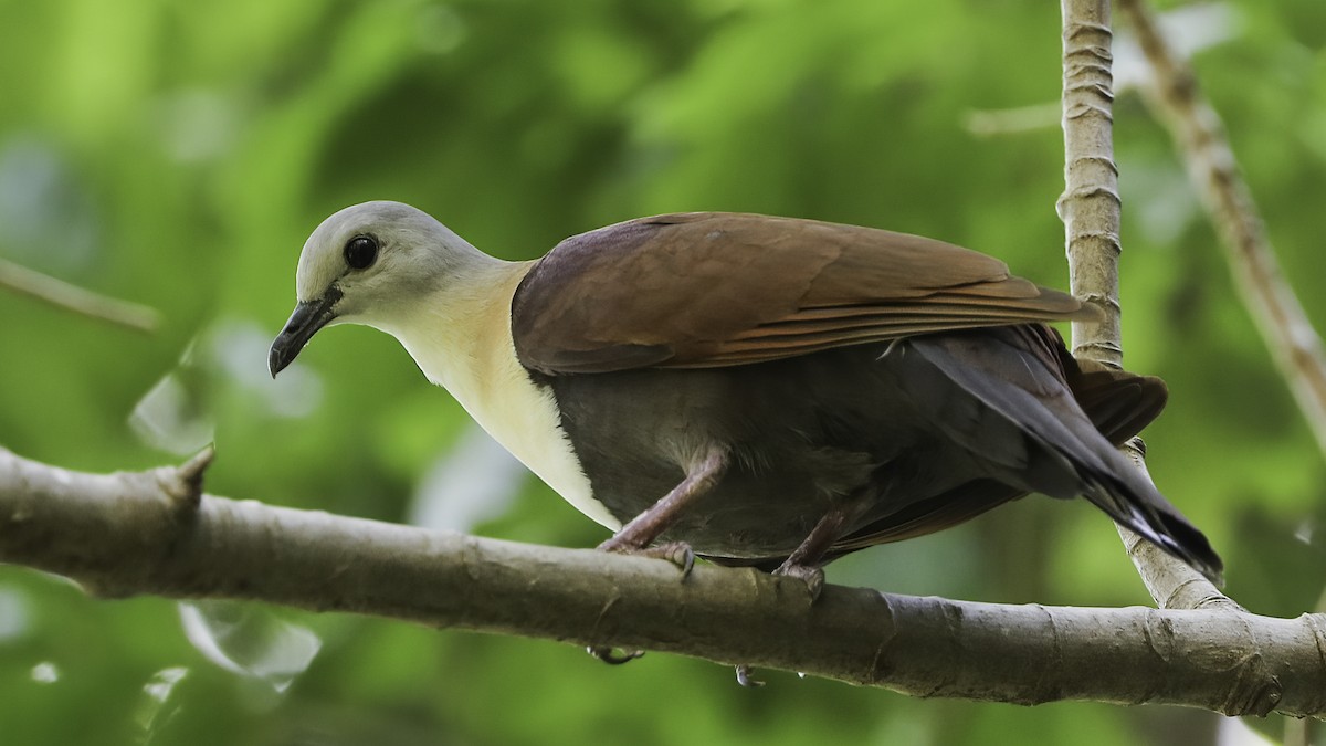 Wetar Ground Dove - ML612328728