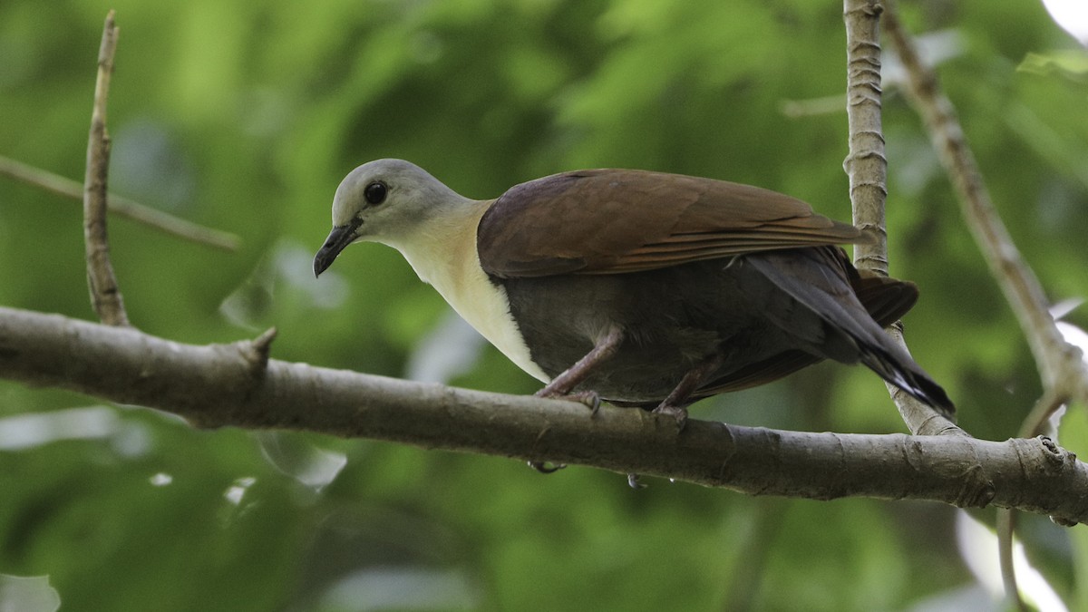 Wetar Ground Dove - ML612328729