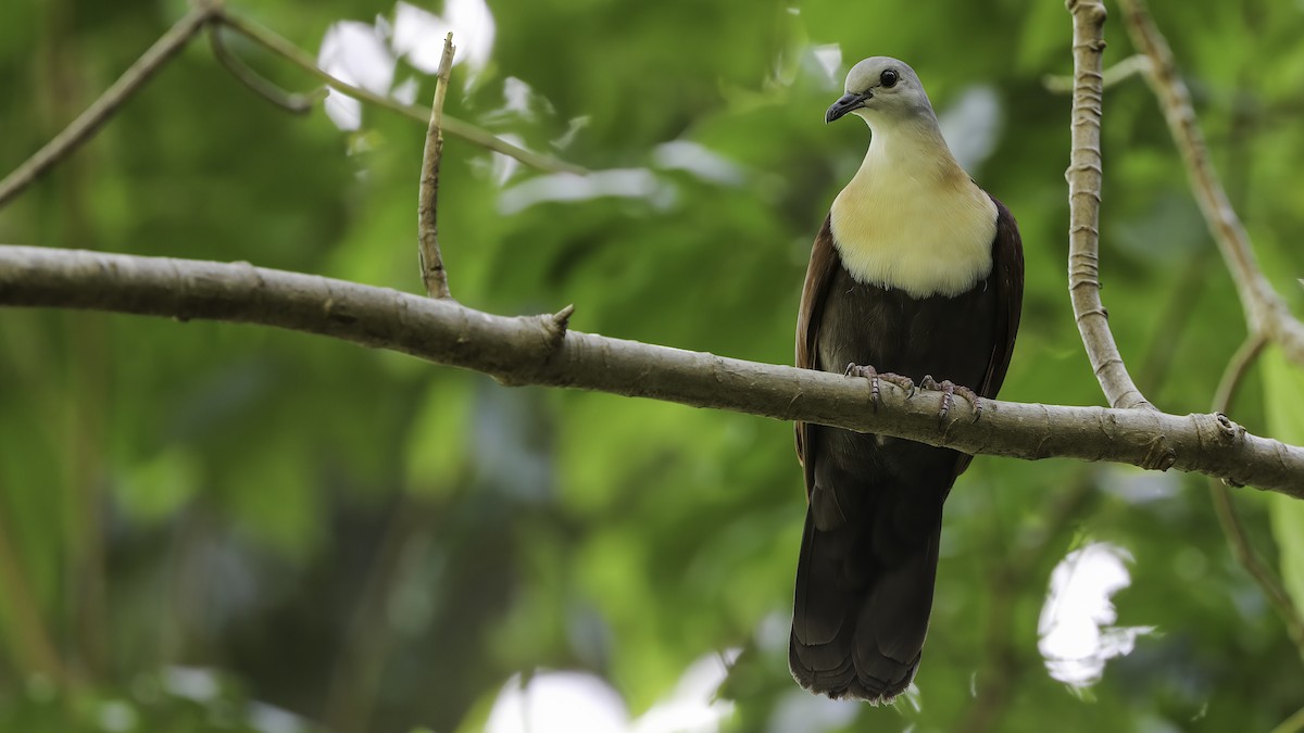 Wetar Ground Dove - ML612328730