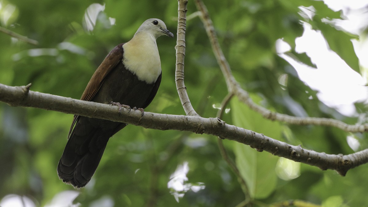 Wetar Ground Dove - ML612328731