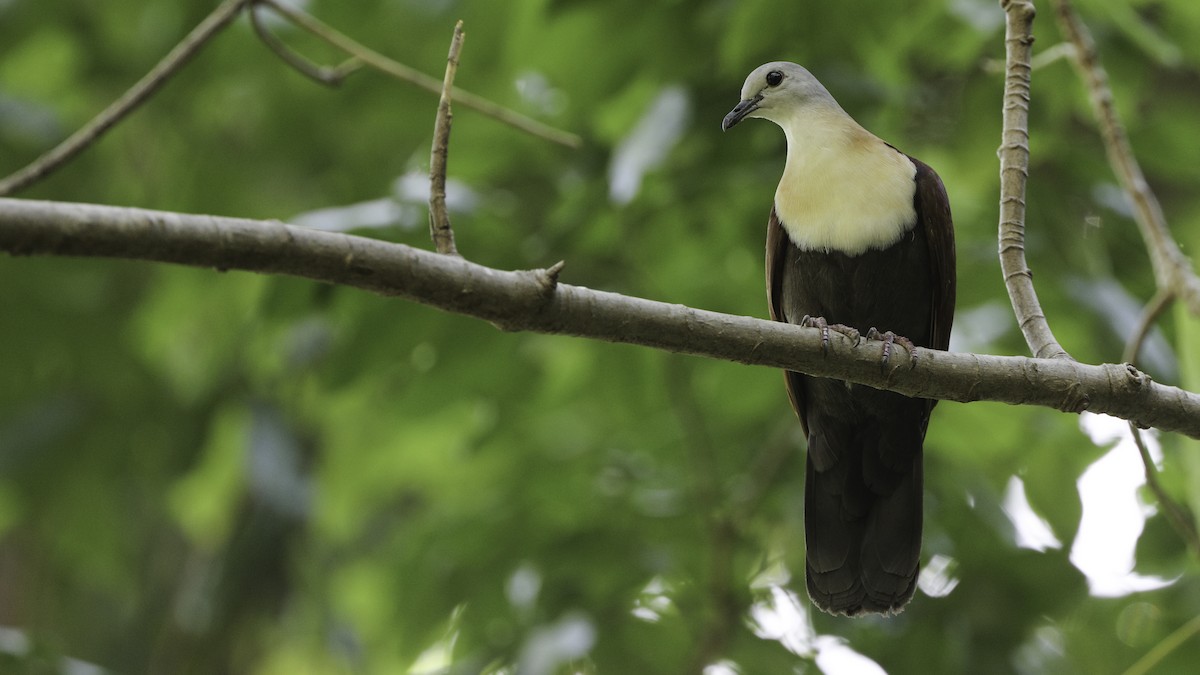 Wetar Ground Dove - ML612328732