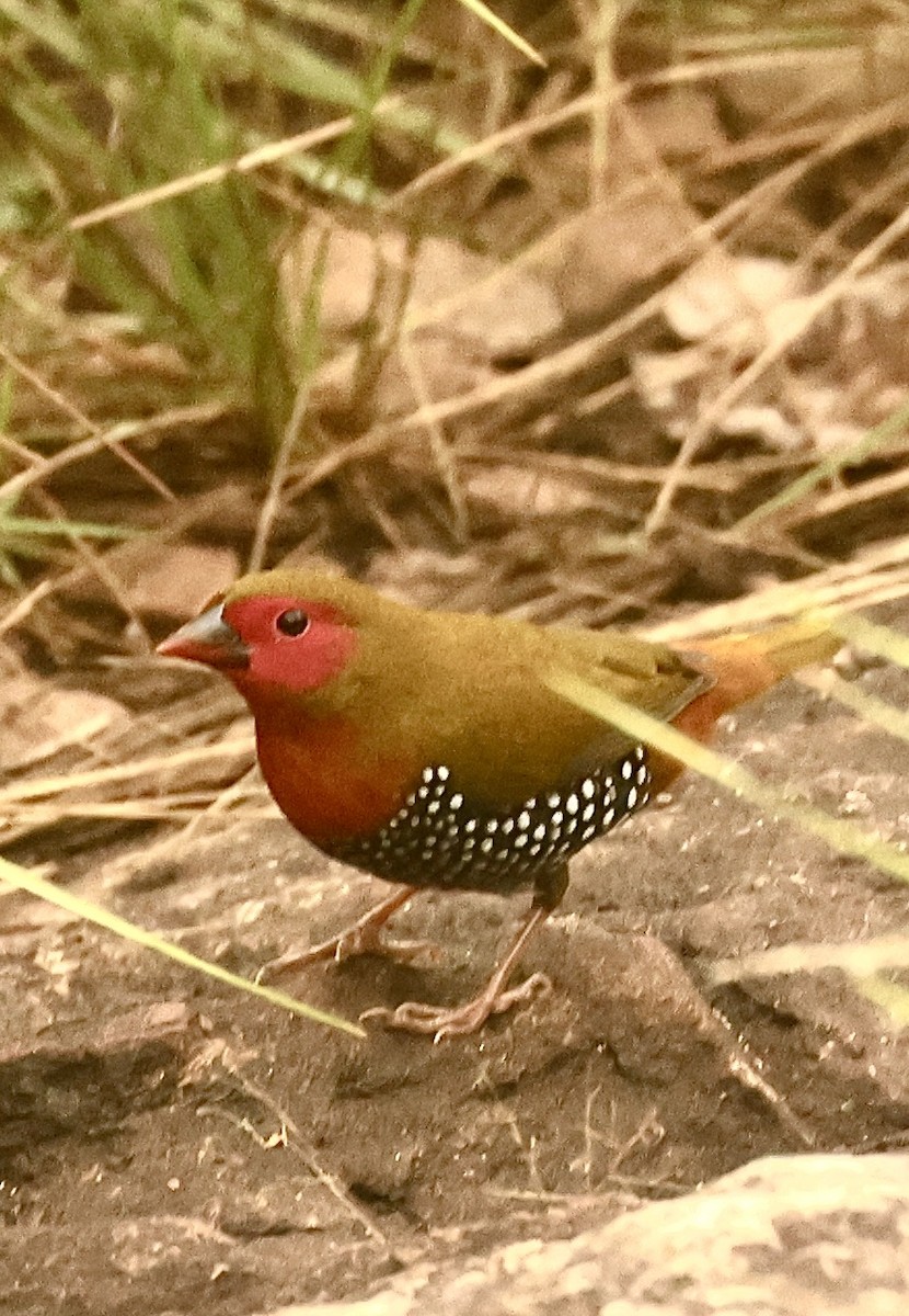 Green-backed Twinspot - ML612328790