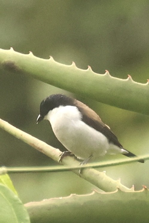 White-breasted Nigrita - Frank Thierfelder