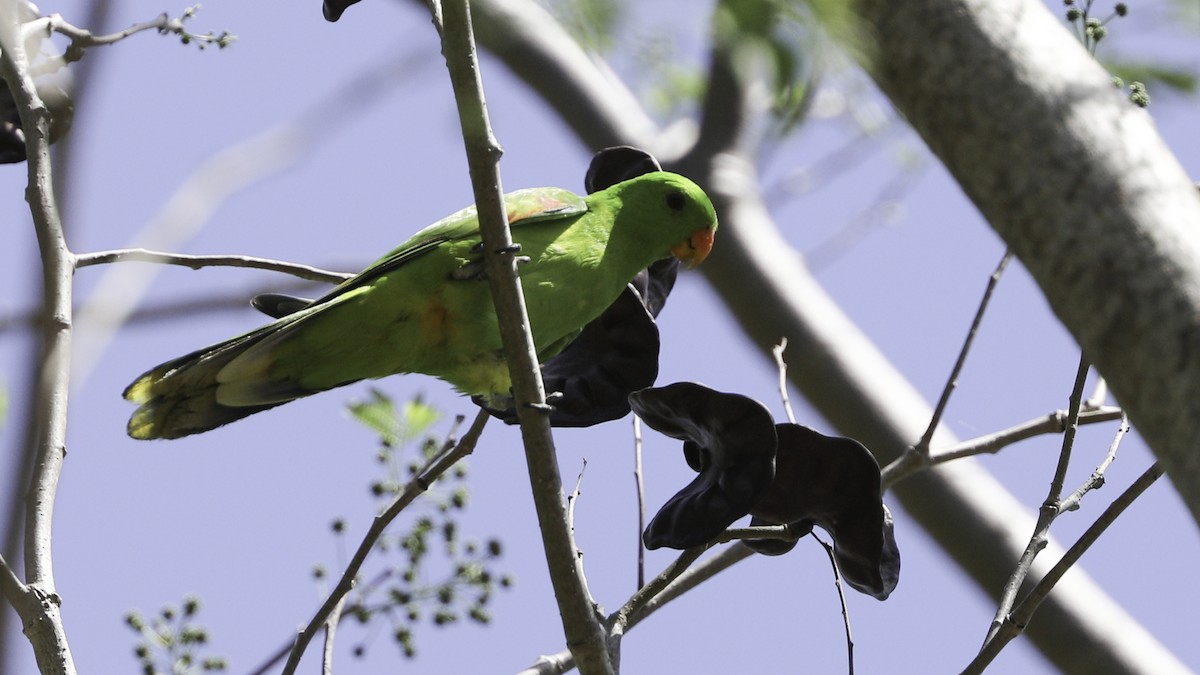 Olive-shouldered Parrot - ML612328795