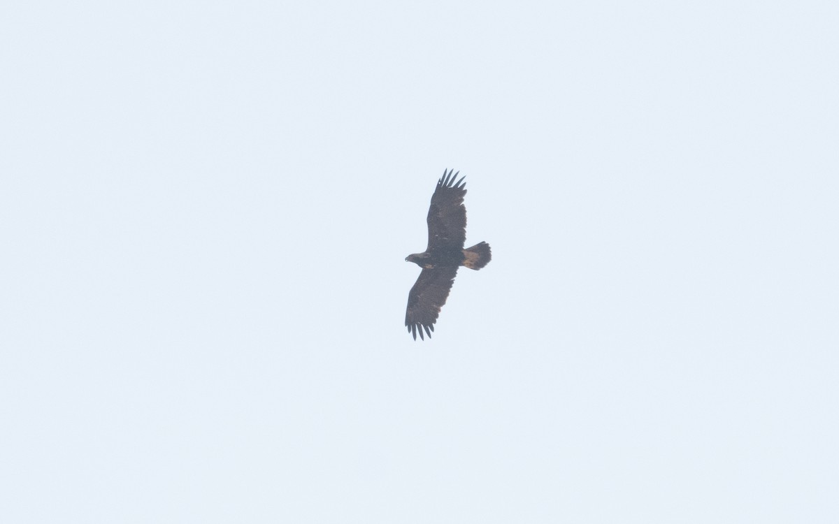 Imperial Eagle - ML612328807