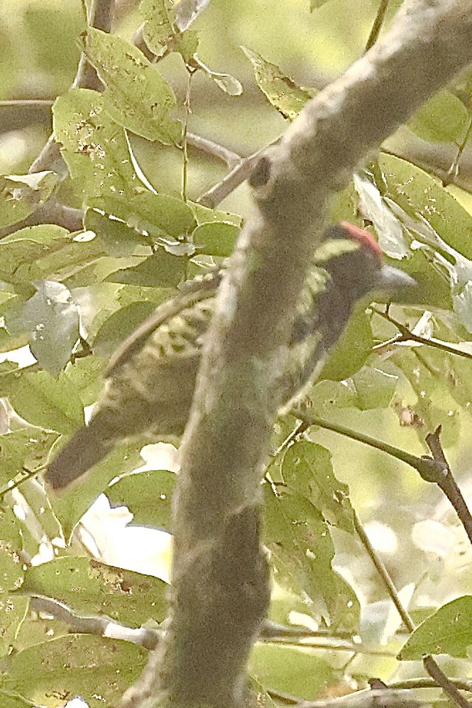 Red-fronted Barbet - Frank Thierfelder