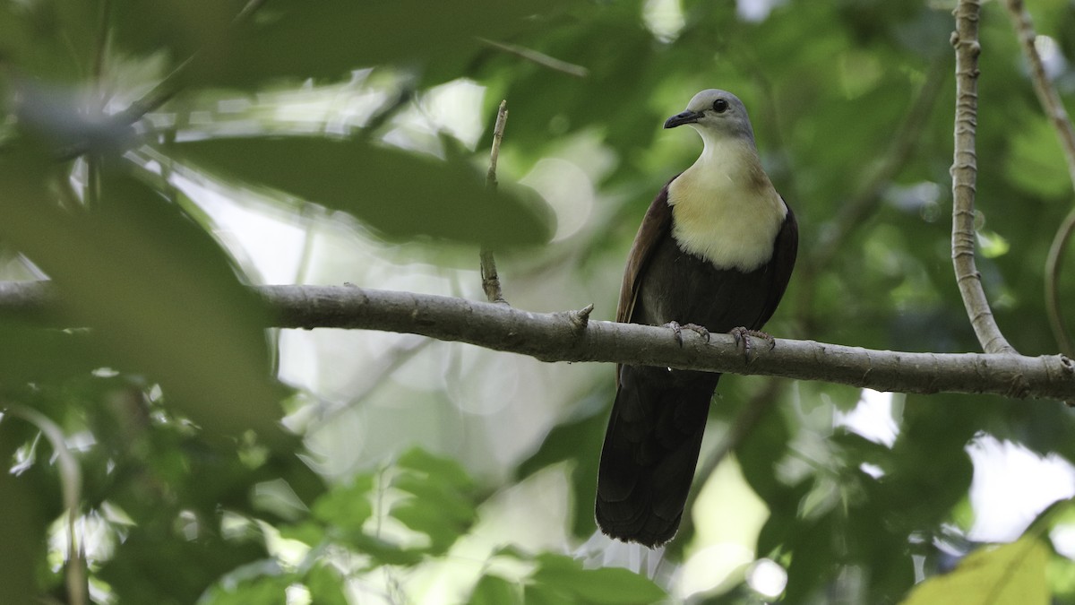 Wetar Ground Dove - ML612328864