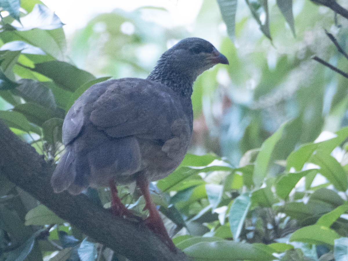 Hildebrandt's Spurfowl - ML612328873