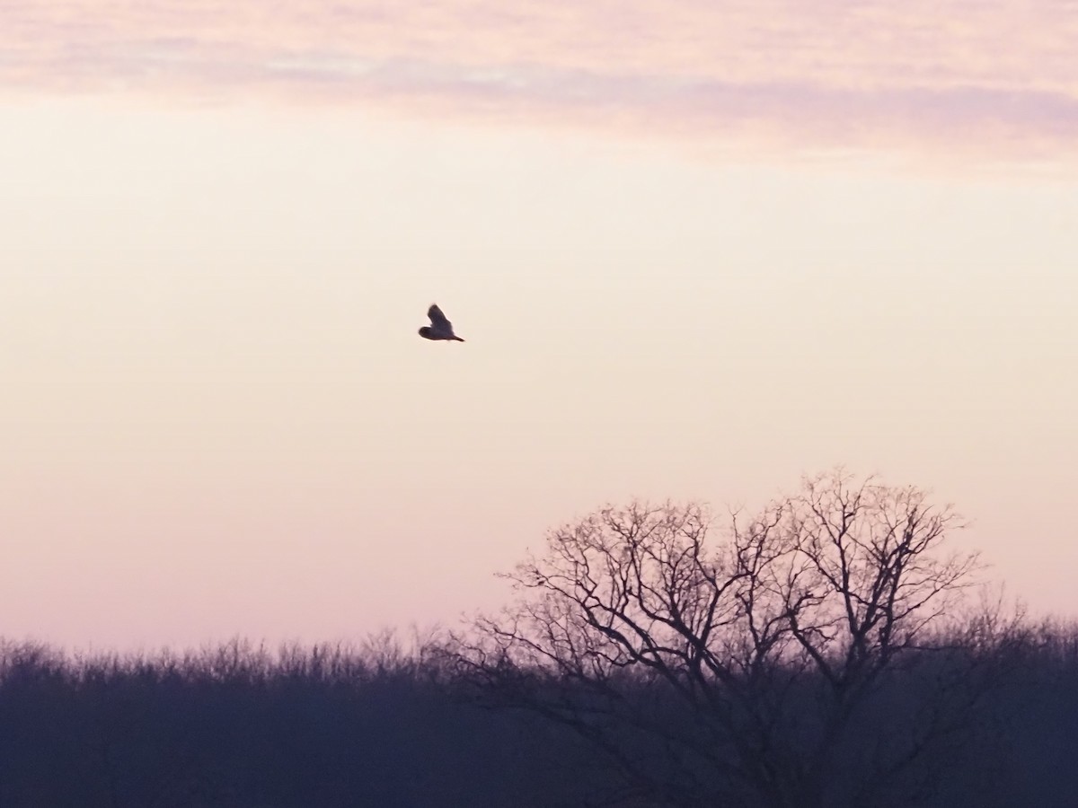 Short-eared Owl - Bob Maddox