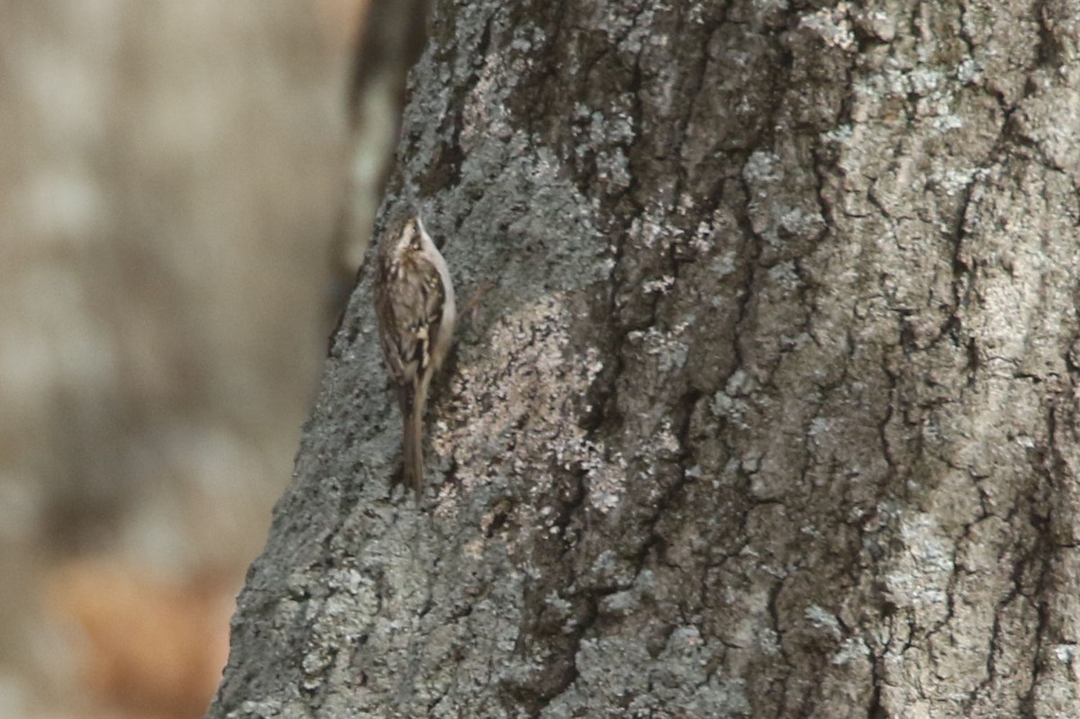 Brown Creeper - ML612328972