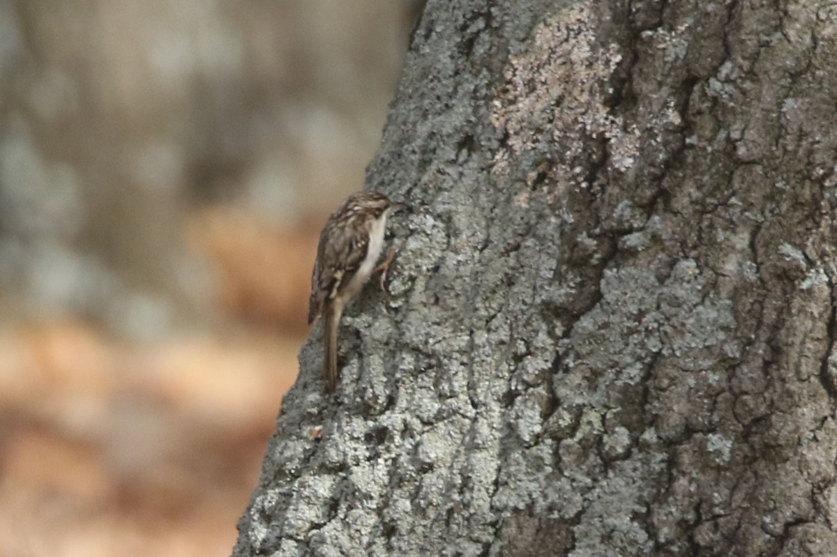 Brown Creeper - ML612328973