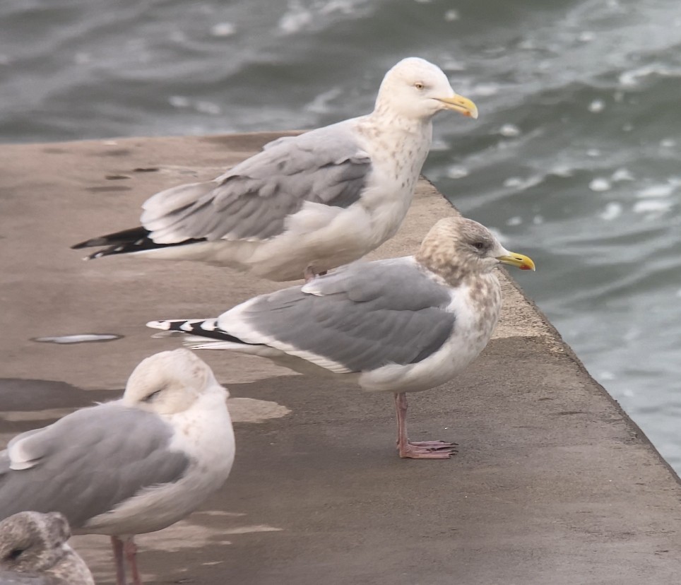 Iceland Gull (thayeri/kumlieni) - ML612329001