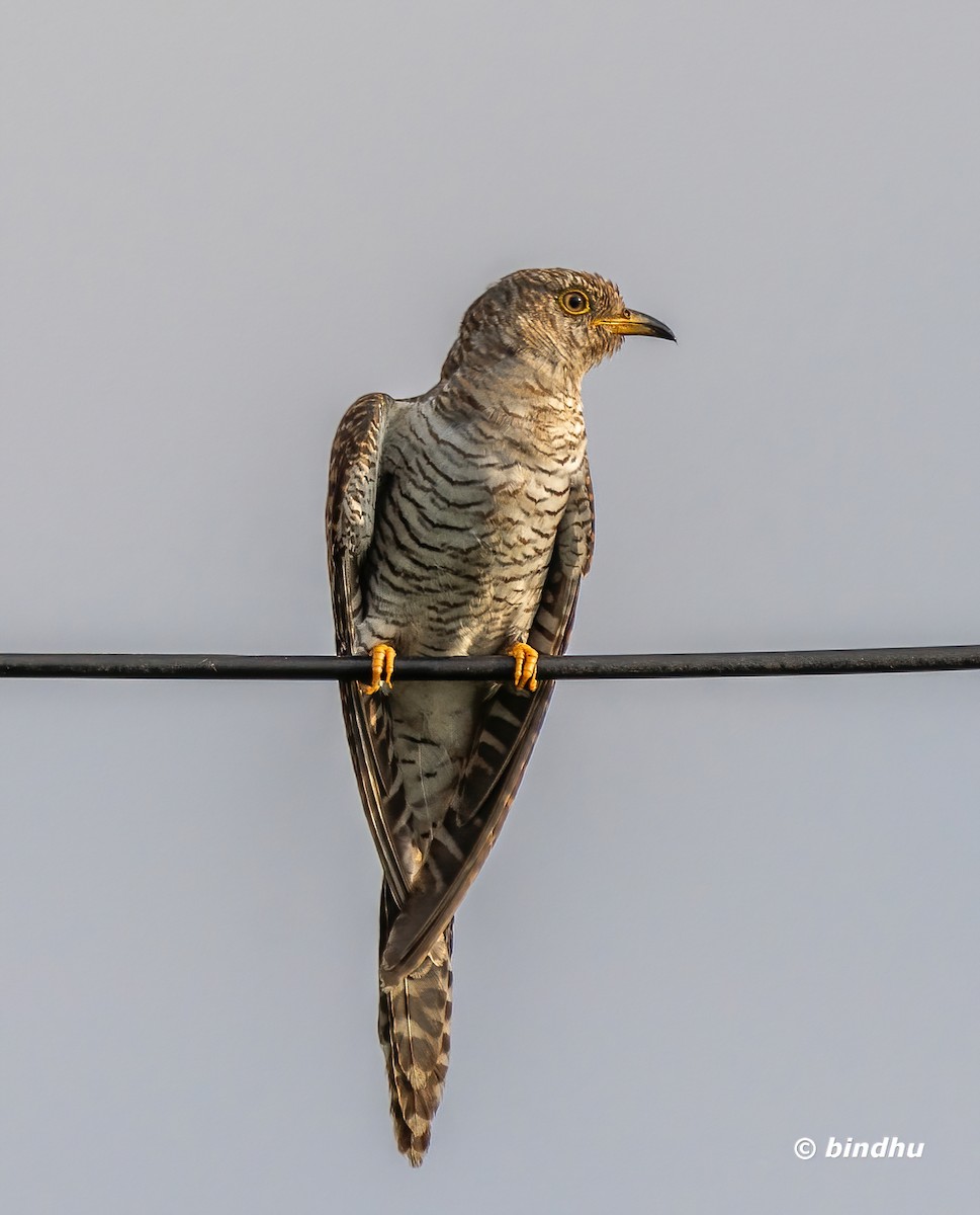 Common Cuckoo - Bindhu Mohan