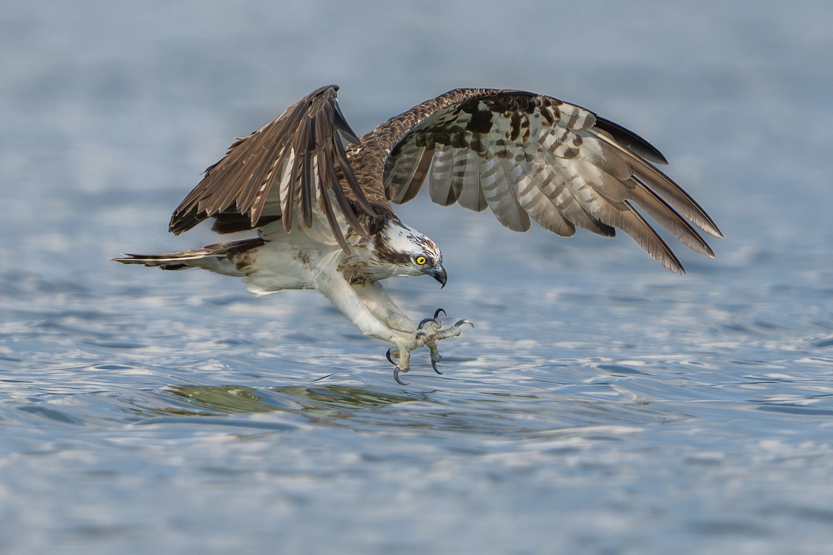 Águila Pescadora - ML612329022