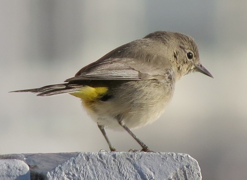 Virginia's Warbler - ML612329032