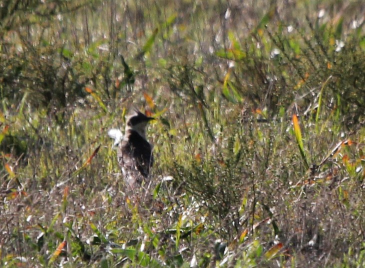 Great Spotted Cuckoo - ML612329048