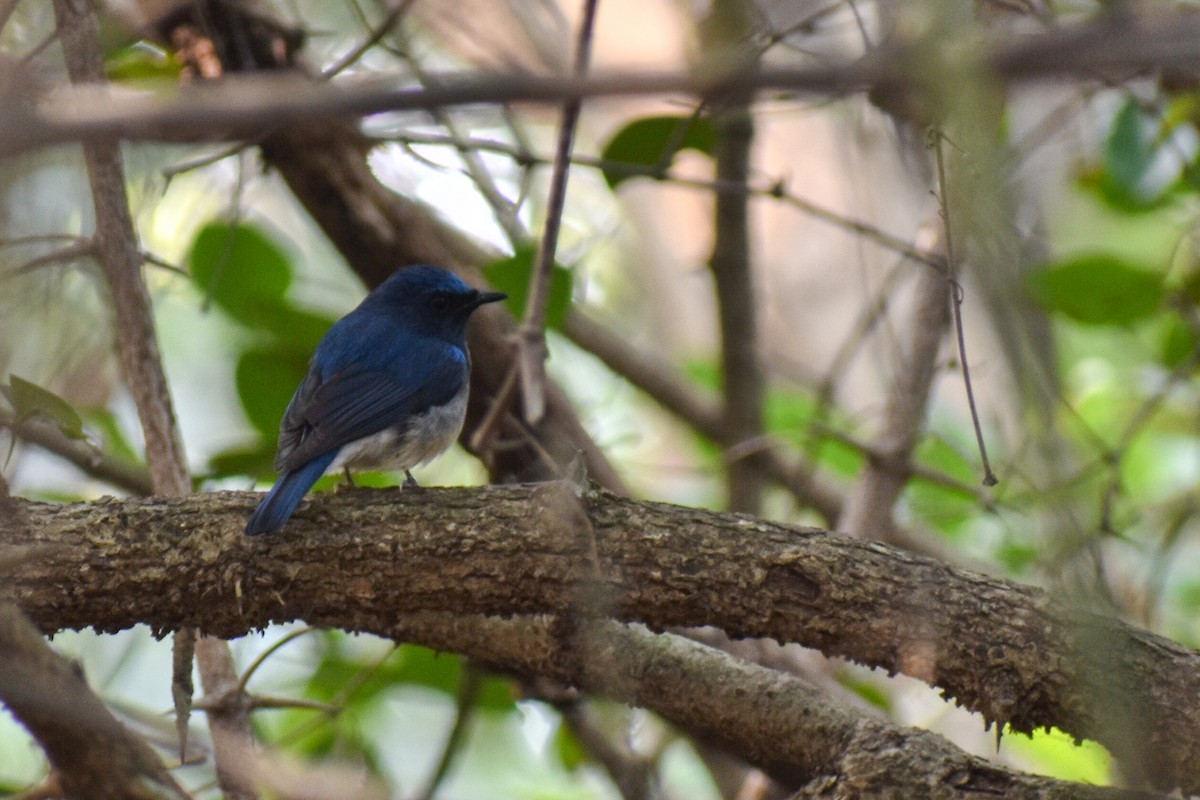 Blue-throated Flycatcher - ML612329059