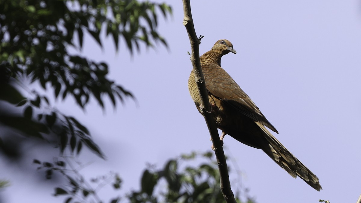 Timor Cuckoo-Dove - ML612329105