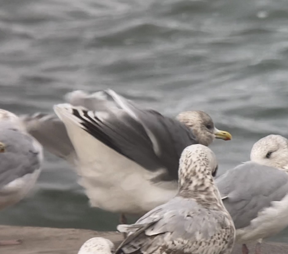 Iceland Gull (thayeri/kumlieni) - ML612329116