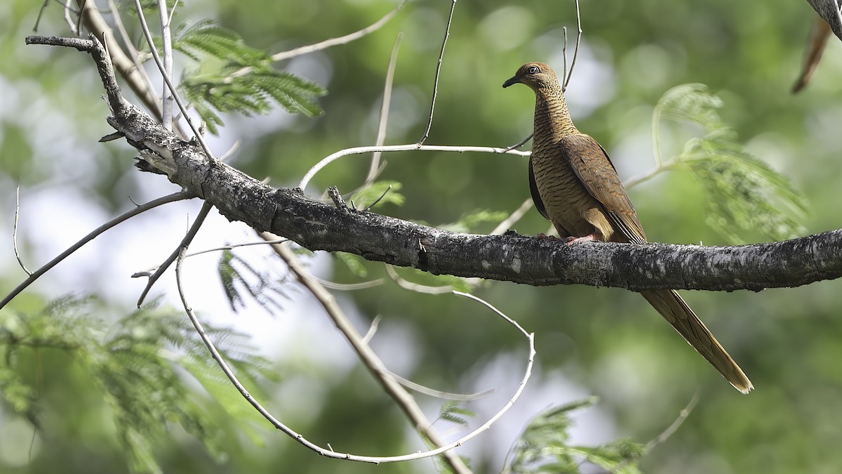 Timor Cuckoo-Dove - ML612329132