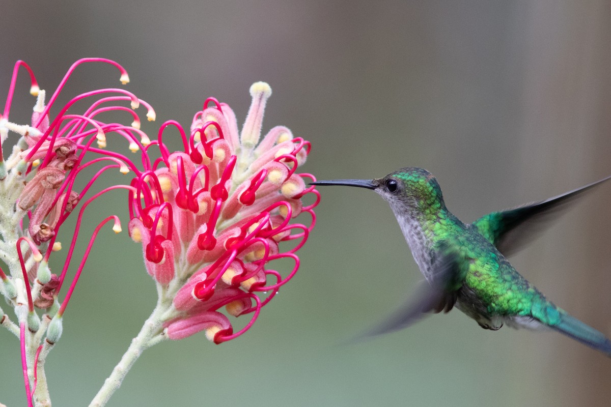 Colibrí Apagado - ML612329252