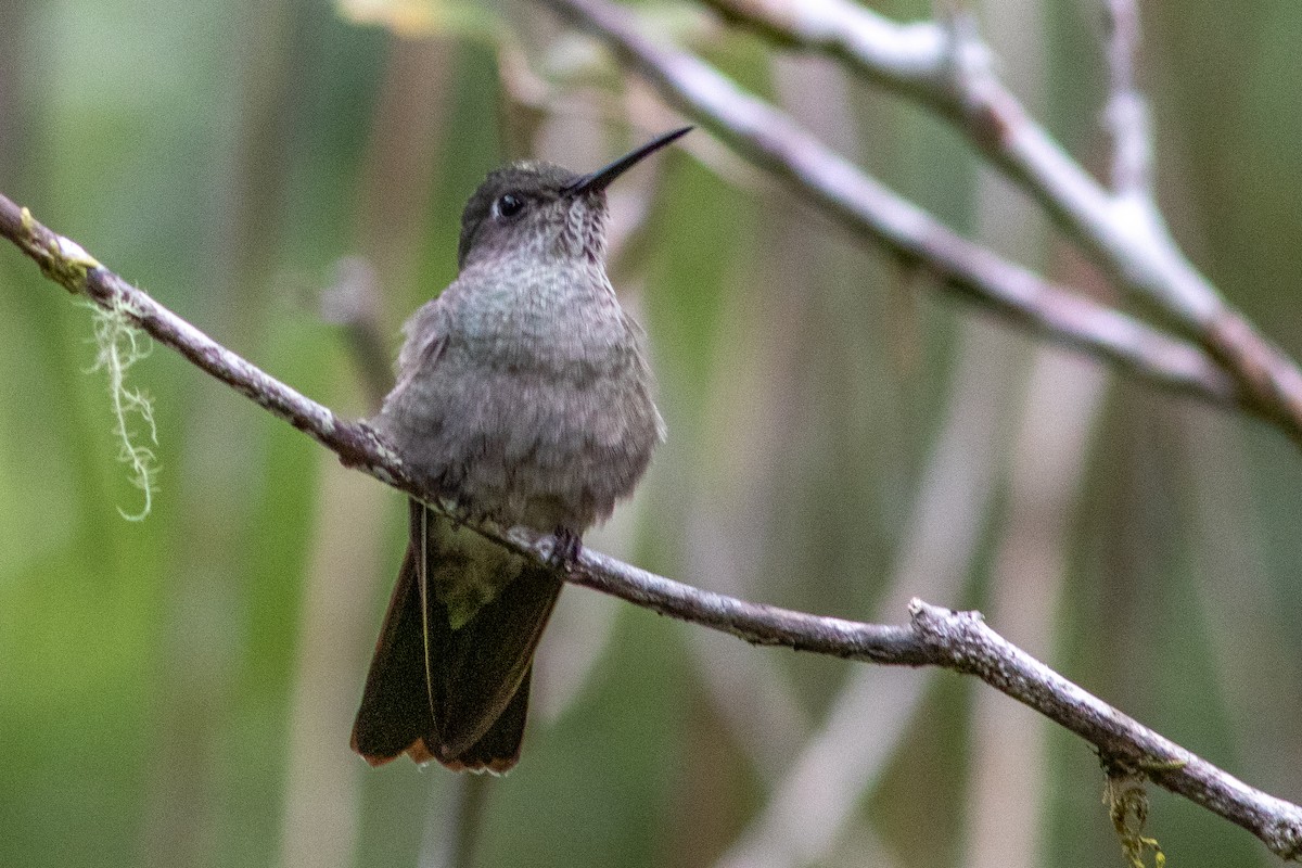 Colibri vert et gris - ML612329253