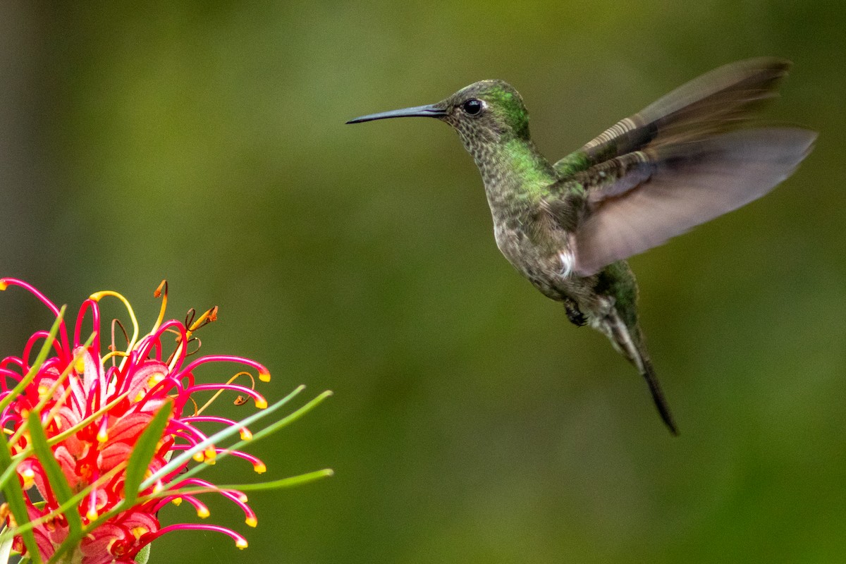 Colibrí Apagado - ML612329254