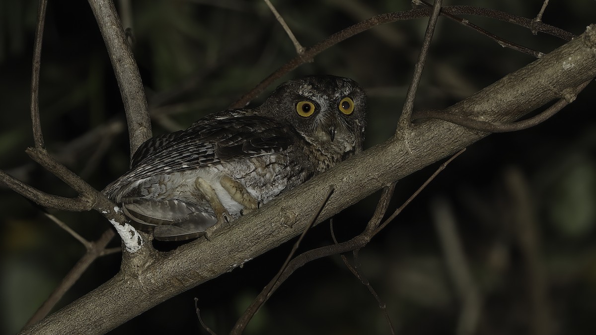 Wetar Scops-Owl - Robert Tizard