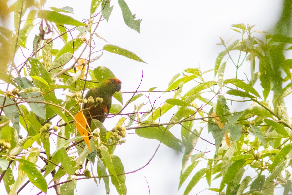 Golden-capped Parakeet - ML612329299