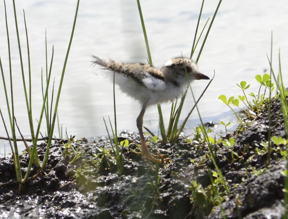 Three-banded Plover - ML612329312