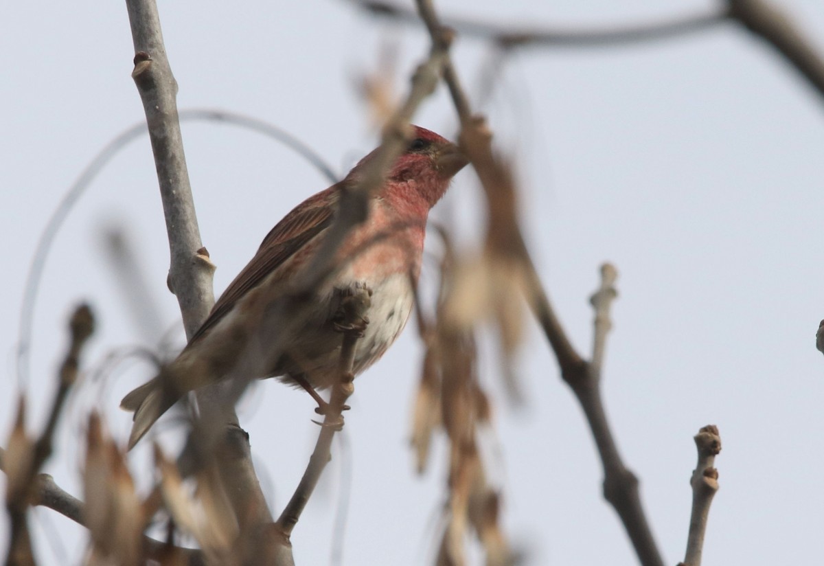 Purple Finch - ML612329375