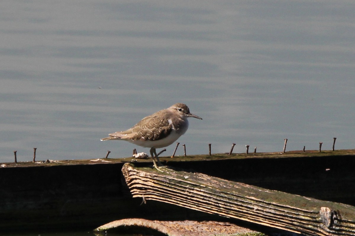 Common Sandpiper - ML612329470