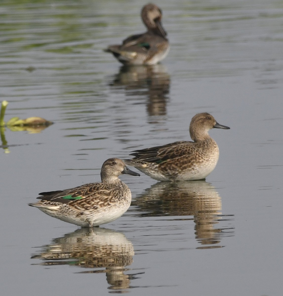 Green-winged Teal - ML612329528
