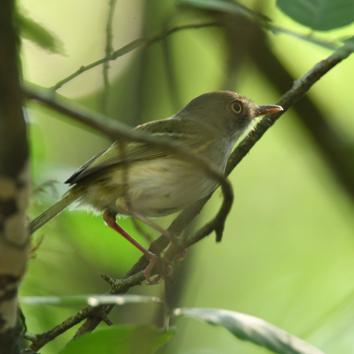 Pearly-vented Tody-Tyrant - ML612329565