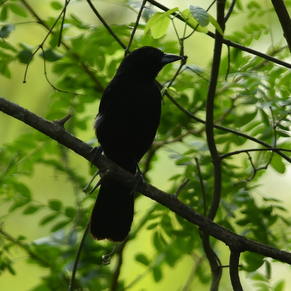 White-lined Tanager - ML612329637