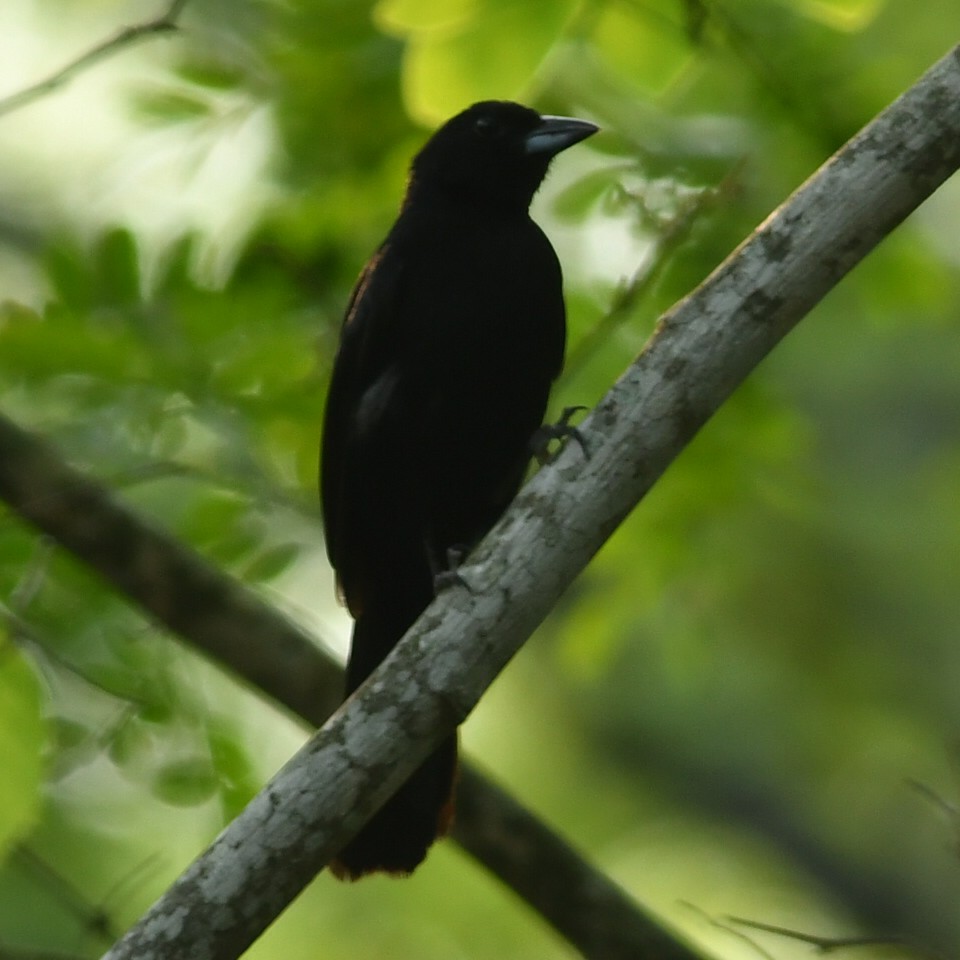White-lined Tanager - ML612329654