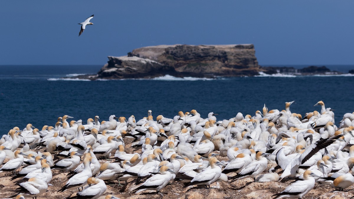 Australasian Gannet - ML612329698