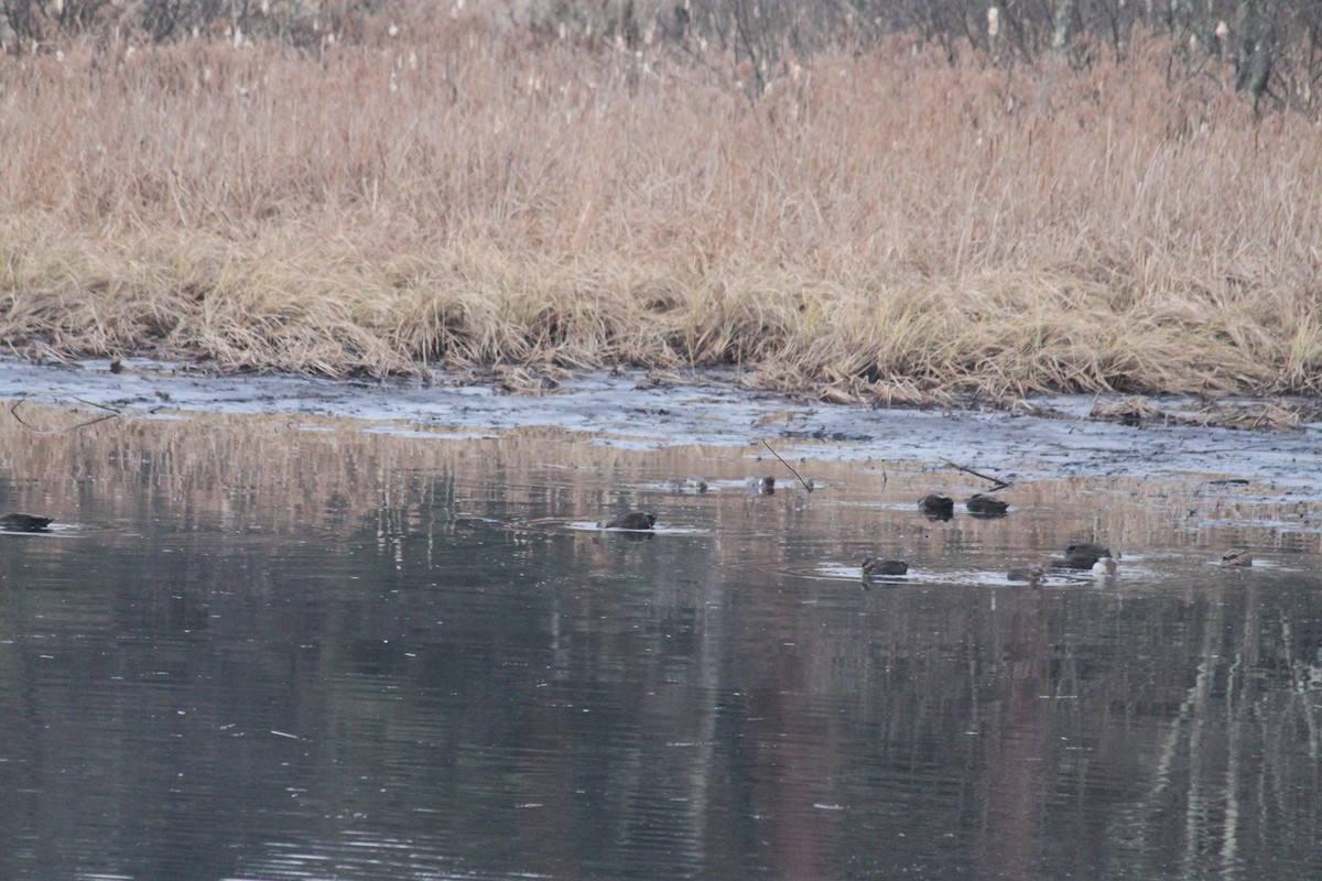 Green-winged Teal - ML612329798