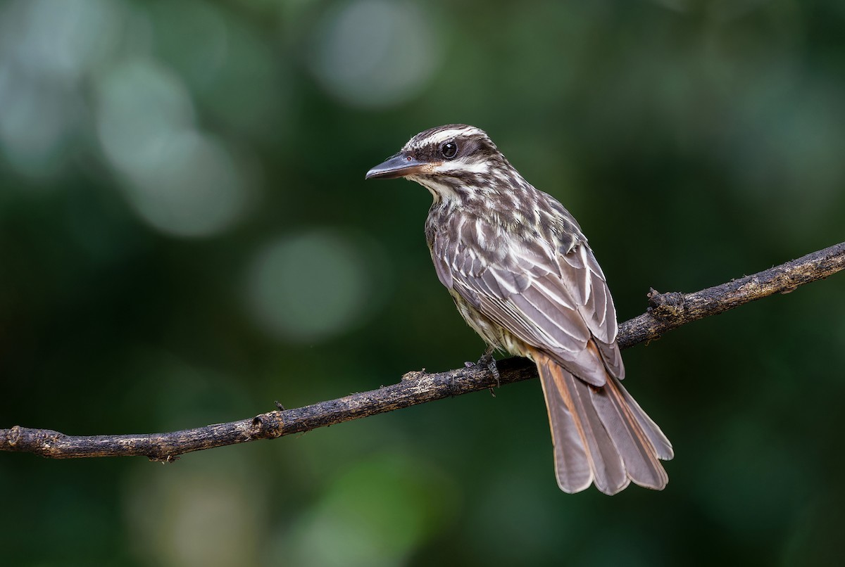 Streaked Flycatcher - ML612329984