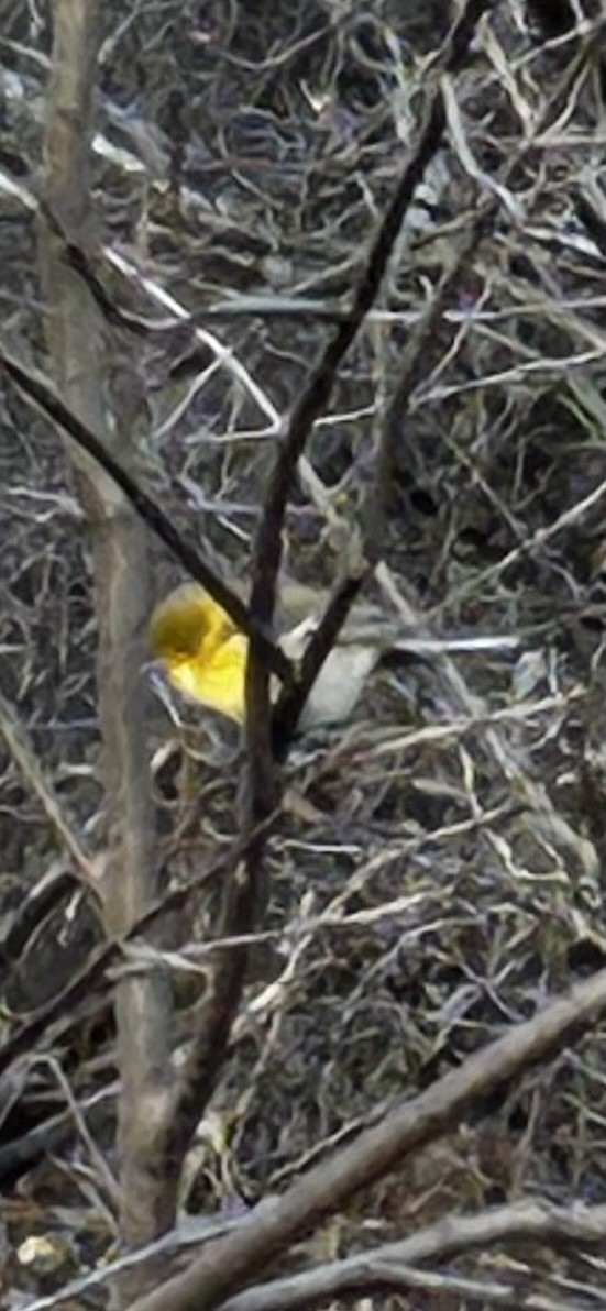 Pine Warbler - Fred MacKenzie