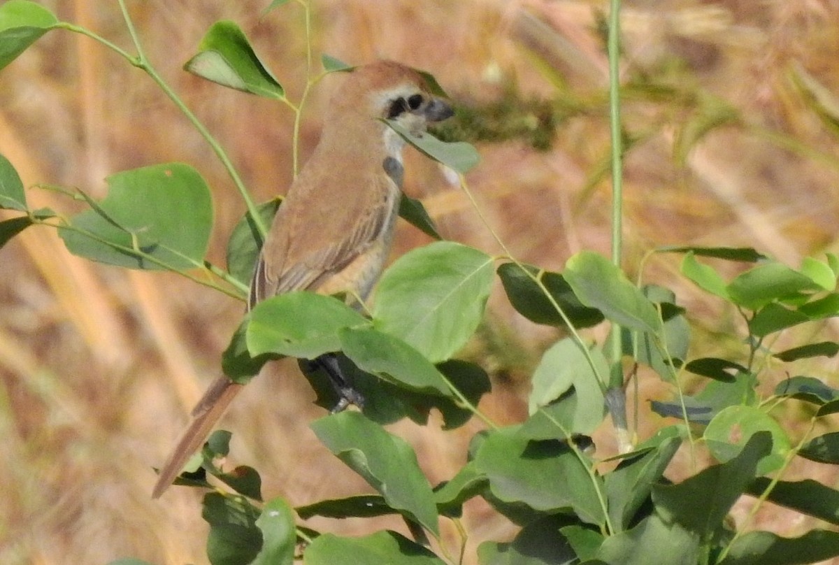 Brown Shrike - manish kerkar