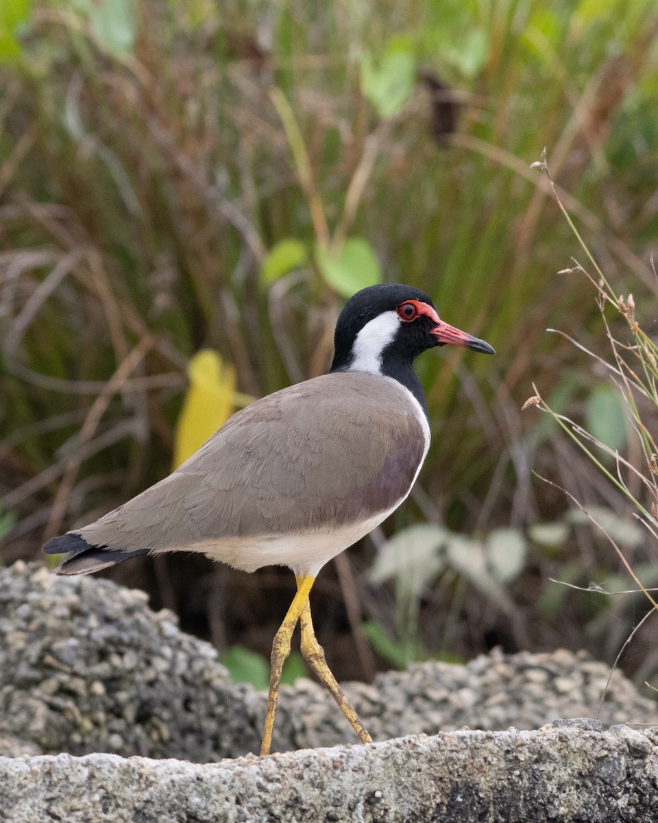 Red-wattled Lapwing - ML612330031