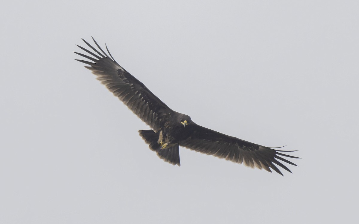 Greater Spotted Eagle - ML612330061