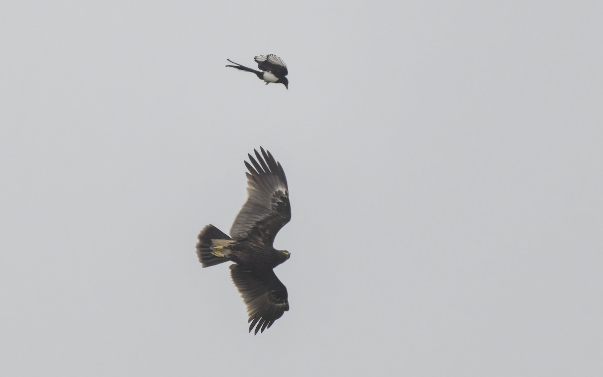 Greater Spotted Eagle - ML612330062