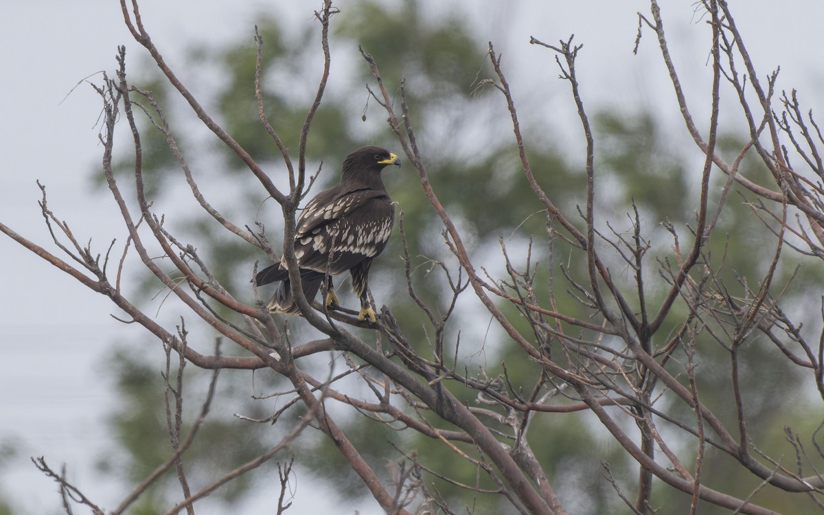 Greater Spotted Eagle - ML612330063