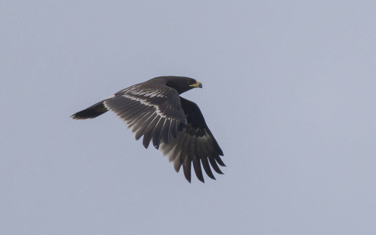 Greater Spotted Eagle - ML612330064